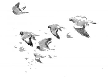 Migration d'automne, observez le grand défilé des oiseaux - Pigeons colombins