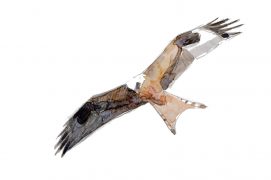 Milan royal / © Nick Derry