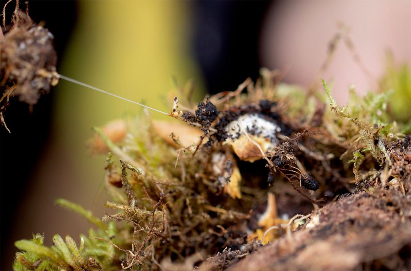 Wood Wide Web, le mystérieux réseau souterrain de champignons