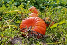 © L.Bouvier - stock.adobe.com