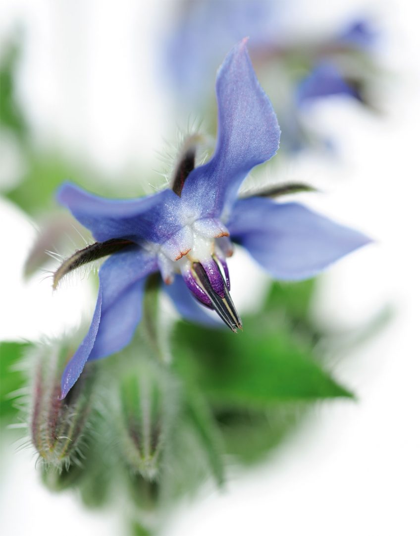 Les fleurs amoureuses le nouveau livre photo de La Salamandre