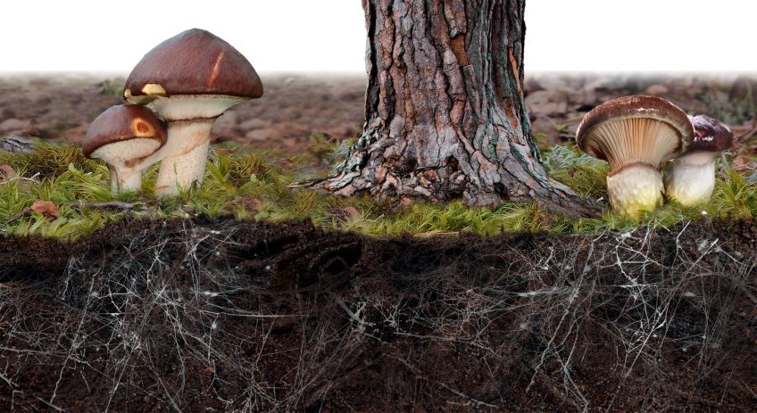 Comment les arbres et les champignons s'échangent-ils de la nourriture ?