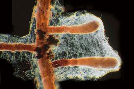 © S. Egli , I. Brunner / WSL