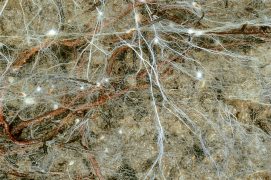 © S. Egli , I. Brunner / WSL