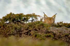 Lynx / © Olivier Born