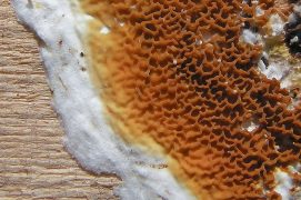 Mérule pleureuse / © Majavamm–wikipedia