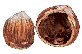Noisettes rongées par un écureuil / © Jean Chevallier