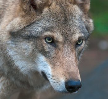 Observer le loup et d’autres animaux malaimés, dénoncer les abus, faire bouger les choses, telles sont les activités de Pierre Rigaux. Observer le loup et d’autres animaux malaimés, dénoncer les abus, faire bouger les choses, telles sont les activités de Pierre Rigaux.