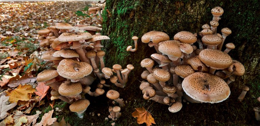Les armillaires et autres champignons tueurs d'arbres