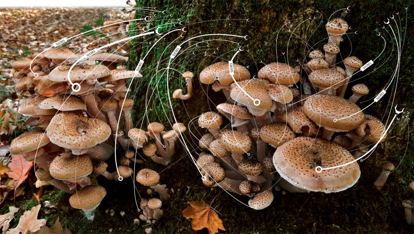 Les armillaires parasitent le sucre des arbres sans donner de sels minéraux en retour. Les armillaires et autres champignons tueurs d'arbres