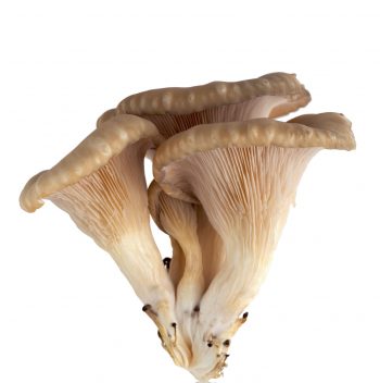 Quand et où trouver la pleurote en huître ?