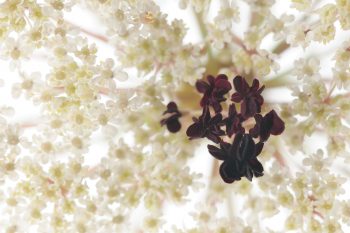 Plus de 250 espèces d’insectes visiteurs ont été recensées sur la carotte sauvage. Malgré cette grande variété, 
une étude a montré qu’une espèce de mouche en particulier – Eristalis tenax – est la plus efficace pour la pollinisation.