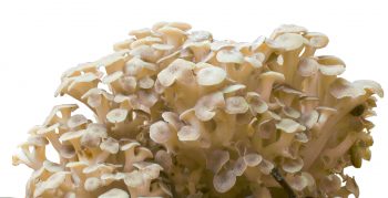 Quand et où trouver le polypore en ombelle ?