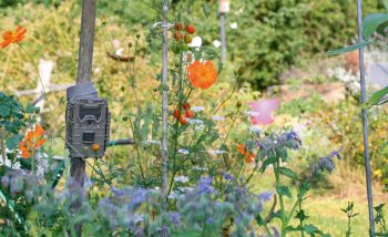 Quel animal passe dans la jardin la nuit ? Réponse demain matin… Quel animal passe dans la jardin la nuit ? Réponse demain matin…