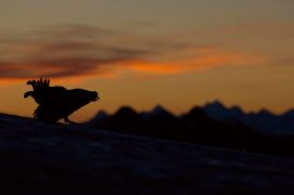 Tétras-lyre / © Olivier Born