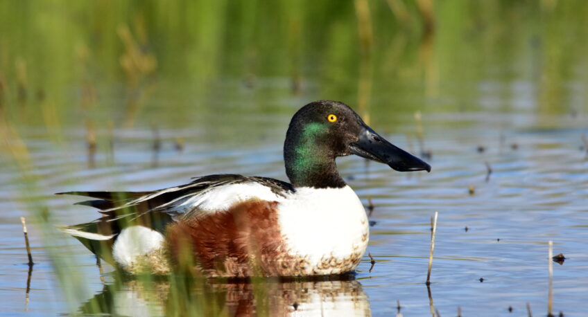 Différences entre canard souchet et colvert
