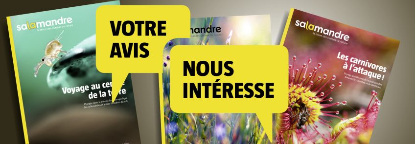 Salamandre votre avis nous intéresse