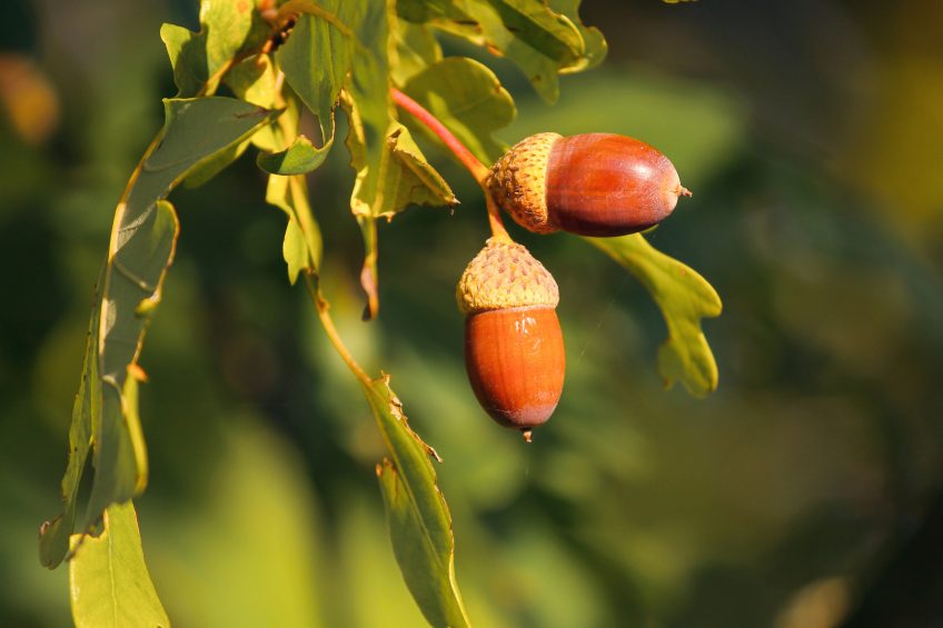 Comment manger les feuilles et les glands du chêne ?