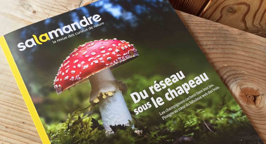 Salamandre 254