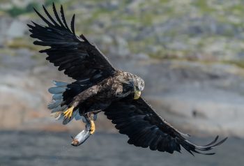 pygargue à queue blanche pygargue à queue blanche