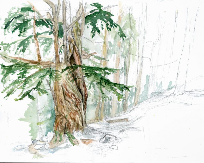 L'if, un arbre toxique à la longévité exceptionnelle