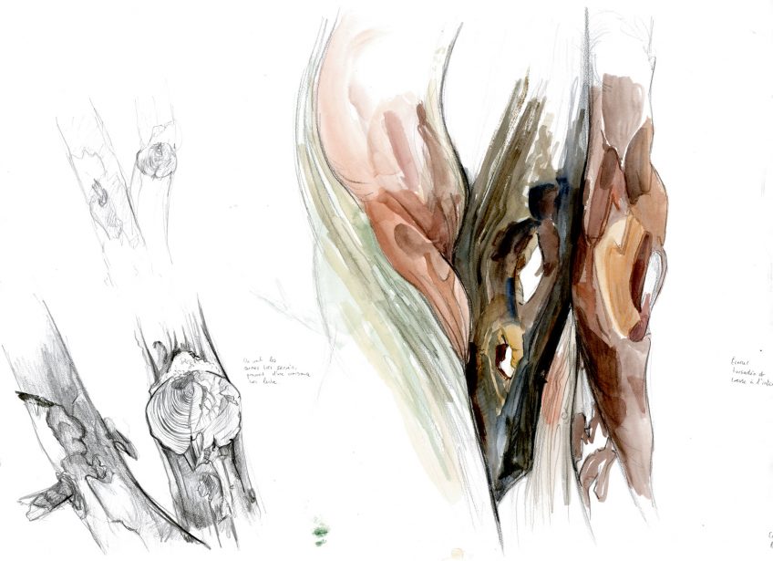 L'if, un arbre toxique à la longévité exceptionnelle