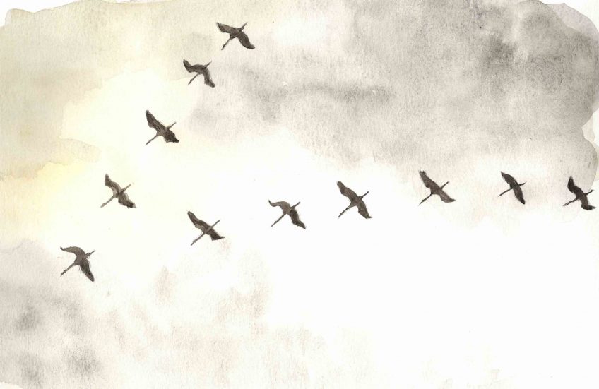 Grues cendrées au jardin - La Salamandre