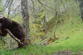 © O.N.C.F.S Equipe ours / Réseau ours brun