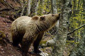 © O.N.C.F.S Equipe ours / Réseau ours brun