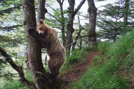 © O.N.C.F.S Equipe ours / Réseau ours brun
