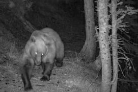 © O.N.C.F.S Equipe ours / Réseau ours brun