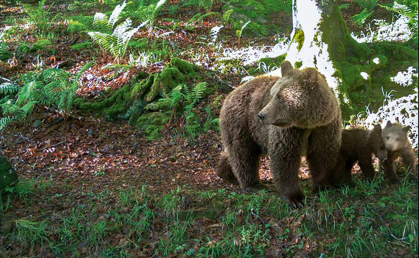 Ours dans les Pyrénées