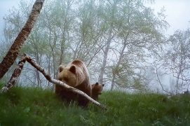 © O.N.C.F.S Equipe ours / Réseau ours brun