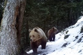 © O.N.C.F.S Equipe ours / Réseau ours brun