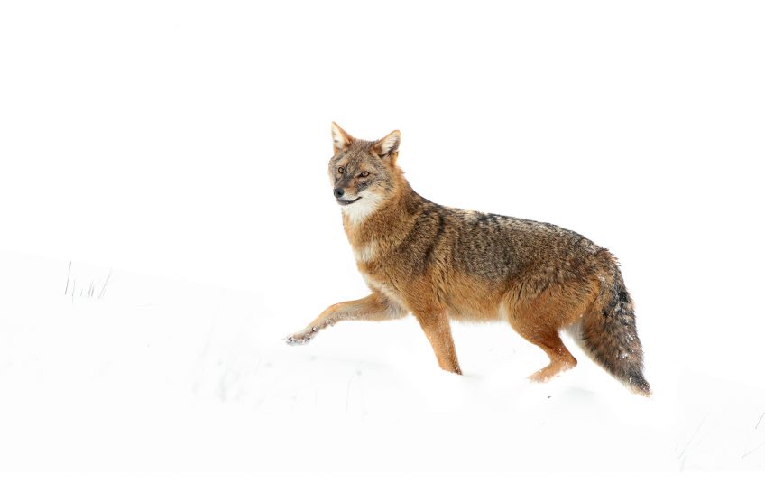 Le rewilding avec les retours du loups du lynx et du chacal doré en Europe