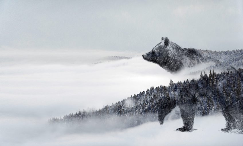 Dossier complet sur l'ours