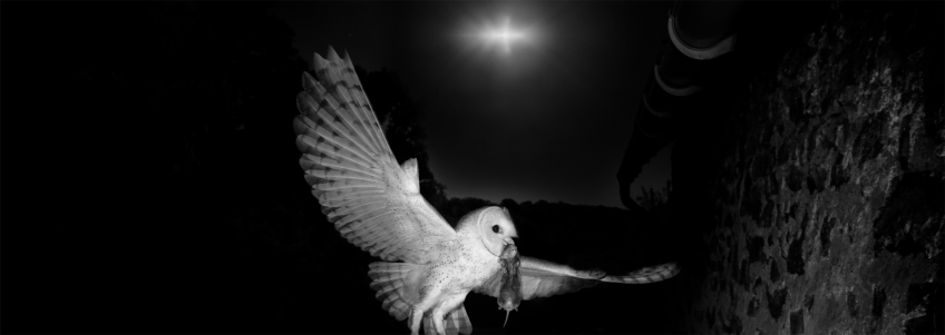 Comment la chouette effraie chasse-t-elle les nuits sans lune ?