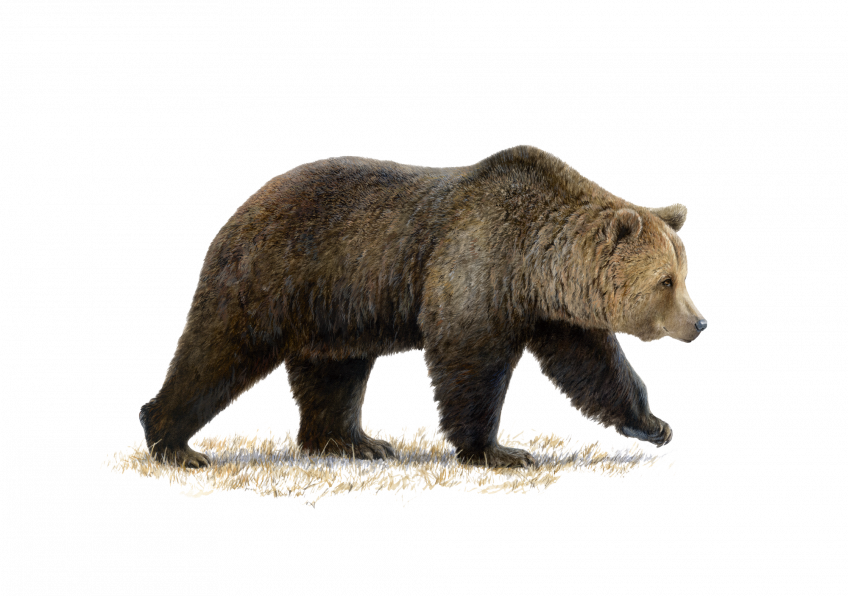 Dessin hyper réaliste d'ours