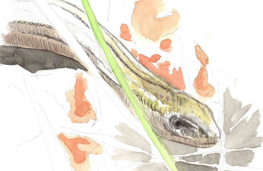 Orvet absent du jardin - La Salamandre