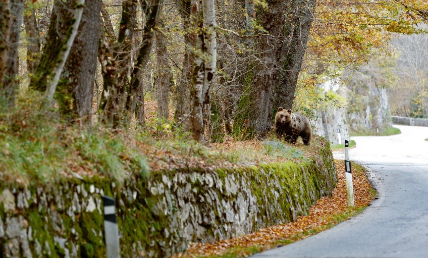 Cohabiter avec l'ours sans juger et avec le dialogue