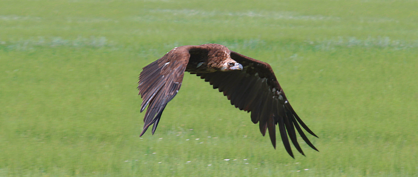 Vautour moine dans le causse méjean
