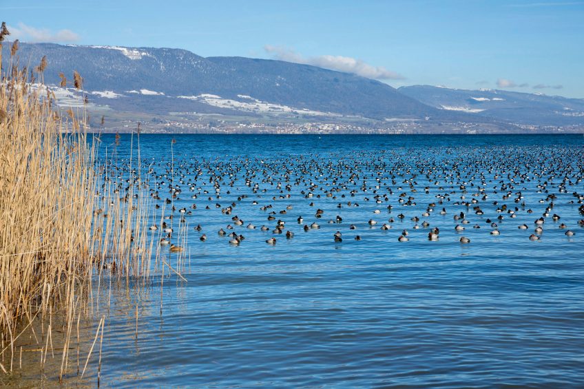 La Grande Cariçaie entre sangliers et canards
