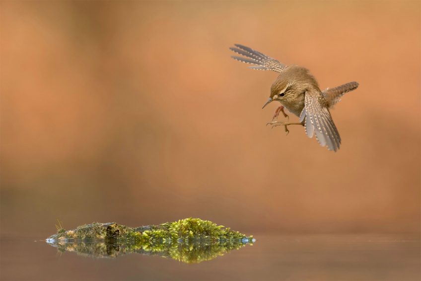 Les plus belles photos d'oiseaux de l'année 2019 selon le vogelwarte