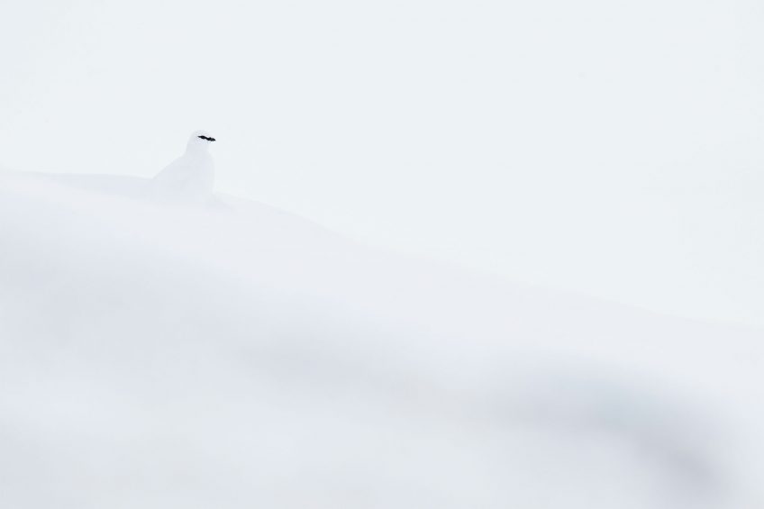 Les plus belles photos d'oiseaux de l'année 2019 selon le vogelwarte