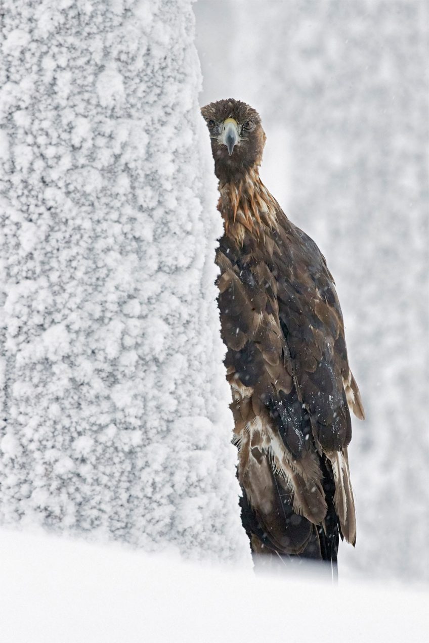 Les plus belles photos d'oiseaux de l'année 2019 selon le vogelwarte