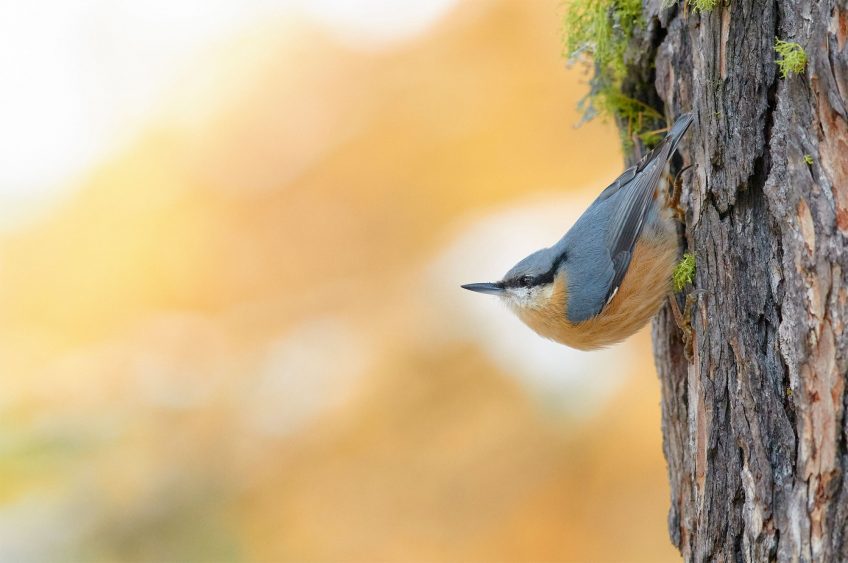 Les plus belles photos d'oiseaux de l'année 2019 selon le vogelwarte