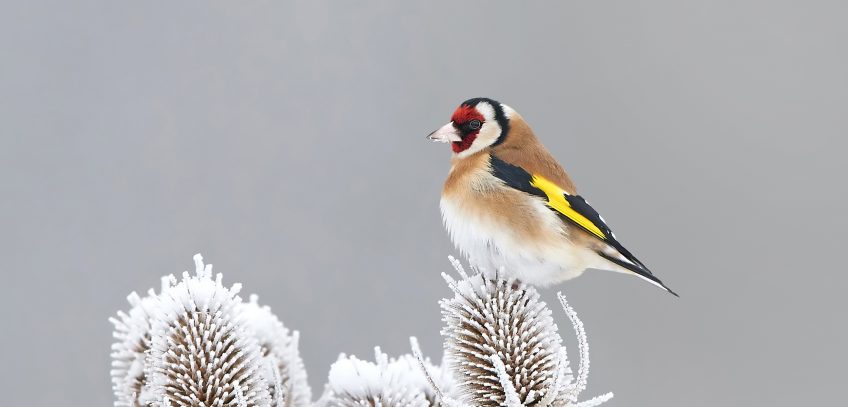 Chardonneret posé sur une cardère