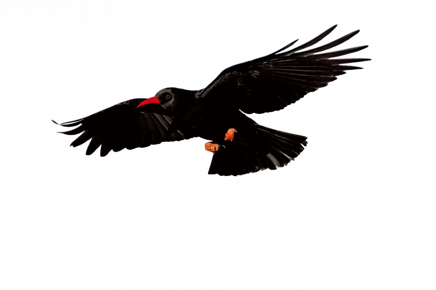 Crave à bec rouge Le Causse Méjean, Mongolie française - Récit de balade