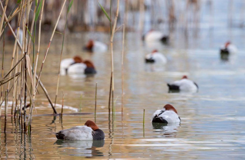 Fuligules milouins La Grande Cariçaie entre sangliers et canards