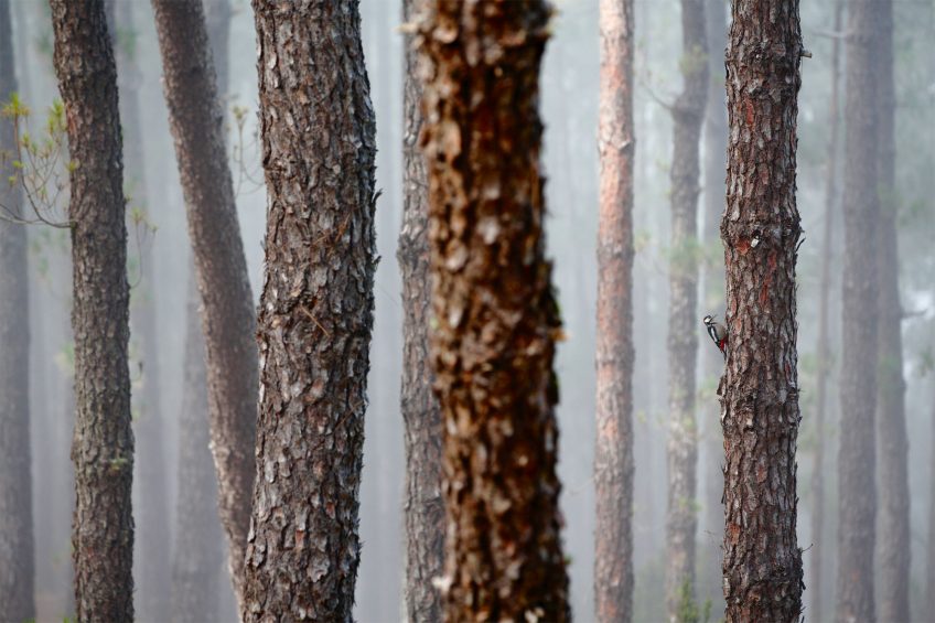 Les plus belles photos d'oiseaux de l'année 2019 selon le vogelwarte